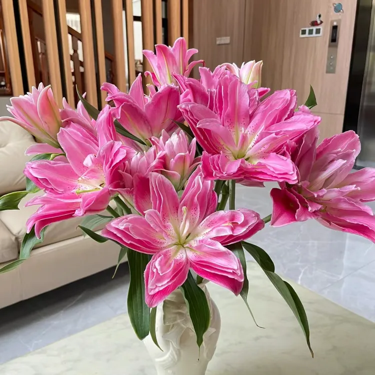 A级紫莲花重瓣香水百合家庭插花水养鲜切花