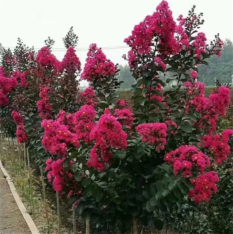 天鹅绒紫薇1一3公分苗拍一发10株