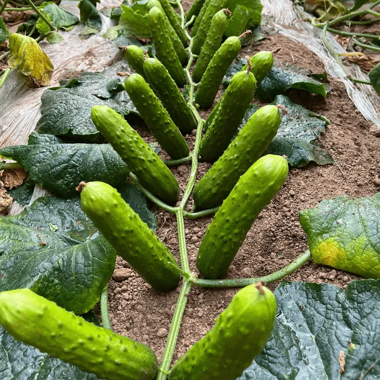 【满地爬水果黄瓜种子】水果黄瓜种子旱黄瓜免搭架四季蔬菜种子H