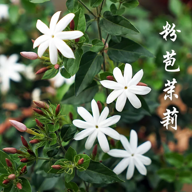 越南粉苞茉莉毛茉莉茉莉香气之王茉莉花开花爆盆室内外皮实好养活