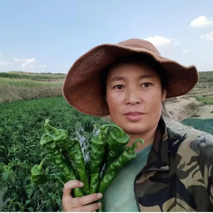 甘肃定西高原农家露天种植螺丝椒陇椒现摘现发净重五斤疆藏不发货