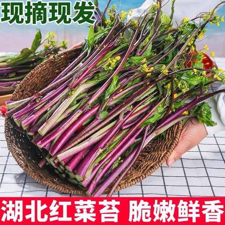【万人抢购】新鲜红菜苔打霜白菜苔蔬菜湖北特产现摘现发农家自种