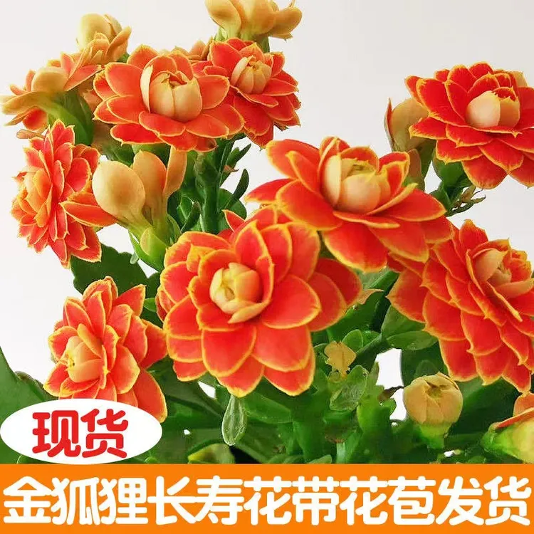 稀有长寿花金狐狸盆栽重瓣四季开花苗新品客厅带花苞室内植物花卉