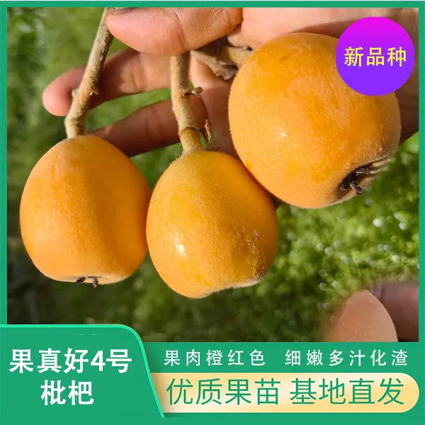 正宗果真好4号枇杷苗新品种枇杷苗