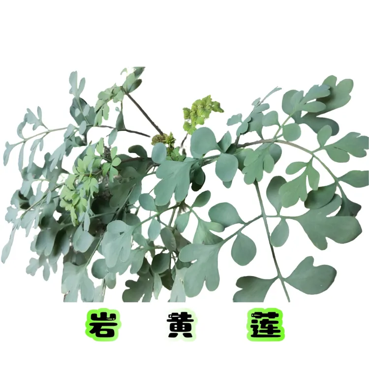 岩黄蓮，也是胡岩堇岩连滋补散装