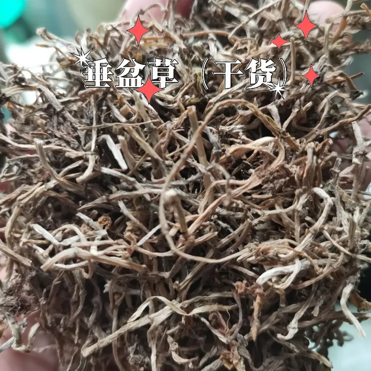垂盆草，垂盆干货散装产品发货标准自然添加