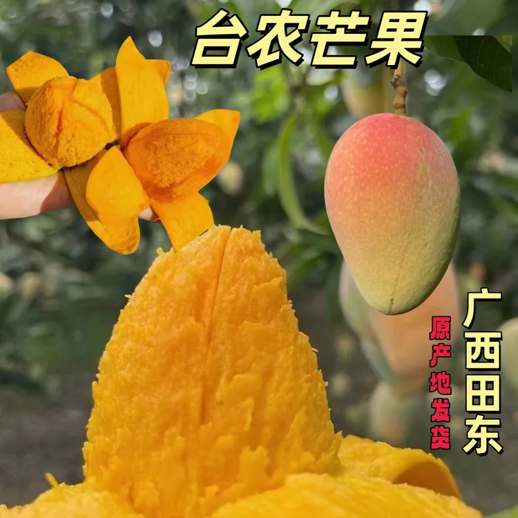 广西台农芒果香甜多汁肉质嫩滑纤维少成熟后果皮呈黄色现摘现发