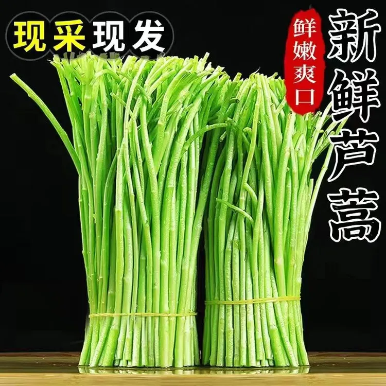 原产地现摘新鲜农家蔬菜嫩芦蒿杆子藜蒿手工去叶老根净菜泥蒿野菜