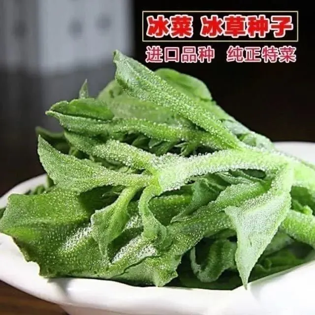 正宗冰菜种子高钙纯正特菜冰草菜种子四季阳台庭院盆栽蔬菜种子