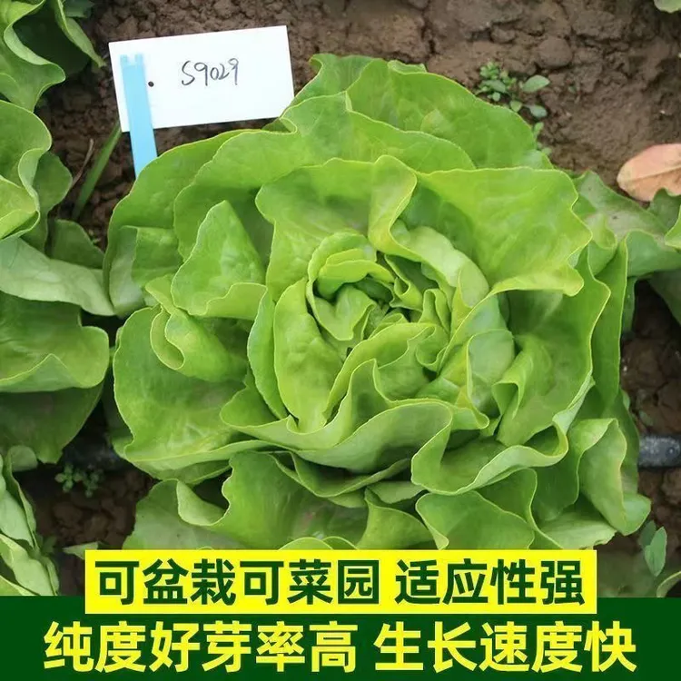 四季奶油生菜种子可生吃阳台盆栽夏季耐热蔬菜种籽农家玻璃生菜种