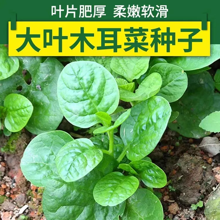 大叶木耳菜种籽青菜蔬菜种子四季春秋冬春季种孑秋季木耳菜圆秧苗