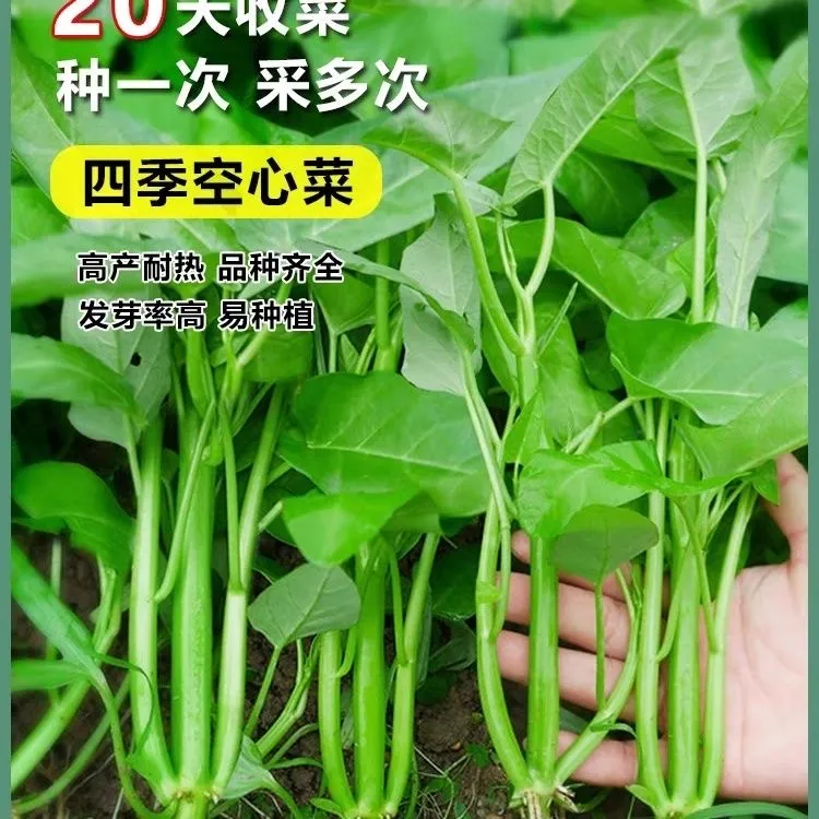 三叉空心菜种籽通心菜种子四季高产易种阳台盆栽大叶青菜种子