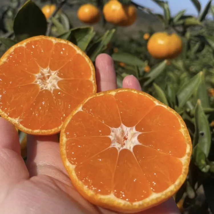 林岩头正宗涌泉蜜桔精品果5-10斤自然成熟坏果包赔食用