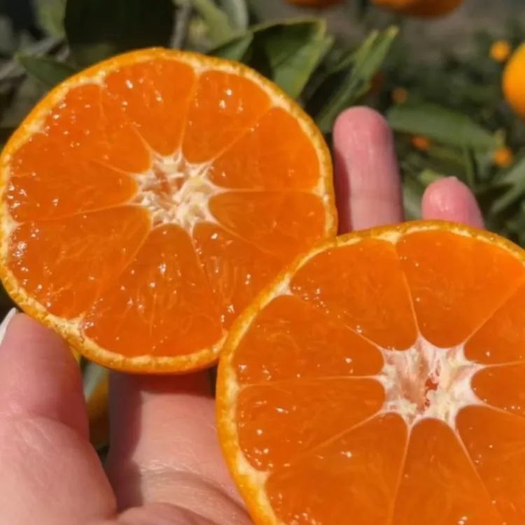 林岩头正宗涌泉蜜桔精品特小果10斤礼盒装产地直发坏果包赔