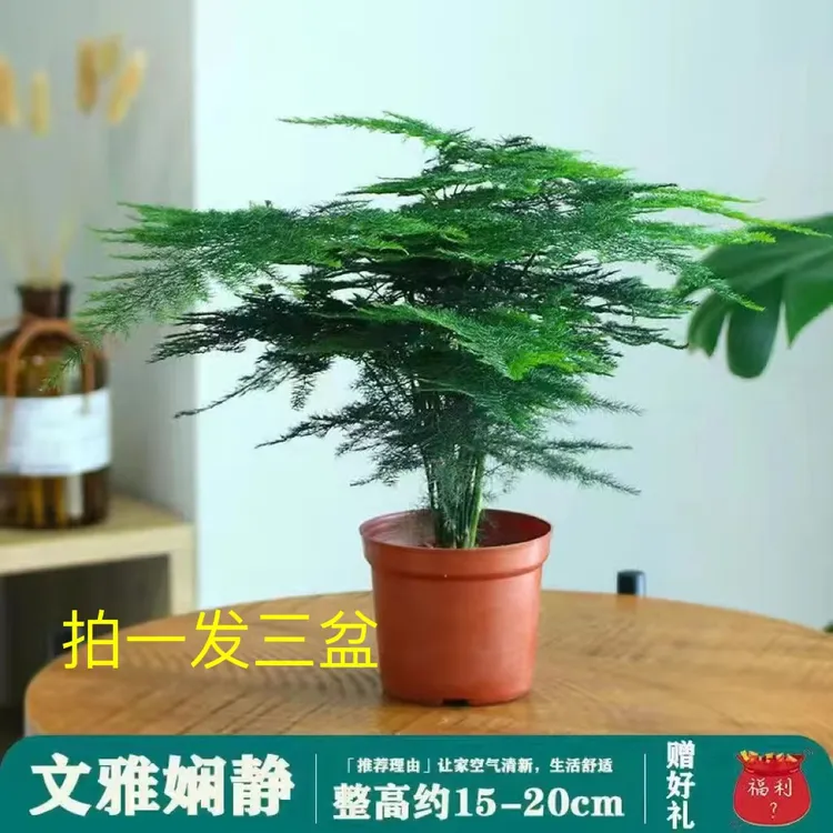 文竹盆栽花卉绿植室内办公桌客厅好养四季常青常绿美观清新植物