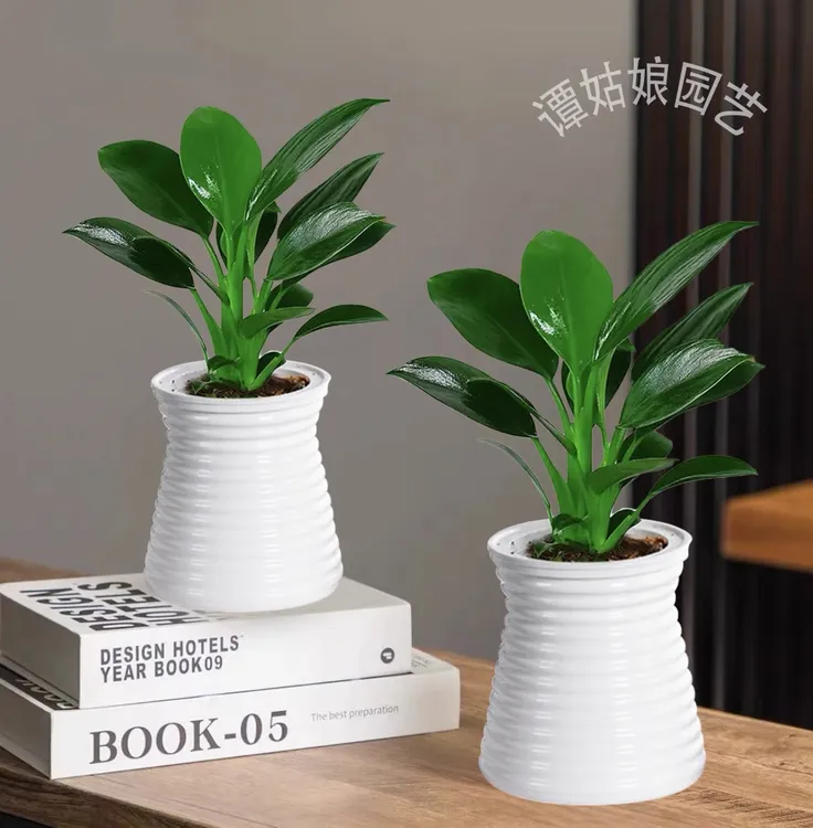 【买一送一】谭姑娘金钻大叶绿公主室内花卉好养活四季常青植物