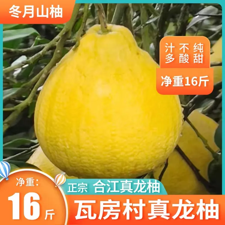 合江真龙柚新鲜多汁甜蜜特产应季水果一件6个。重量16斤。