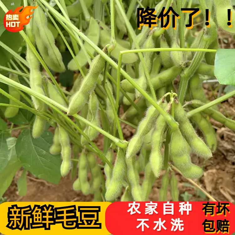 顺丰包邮新鲜带壳毛豆青豆荚新鲜精选采摘净重毛豆泡沫箱冰袋发货