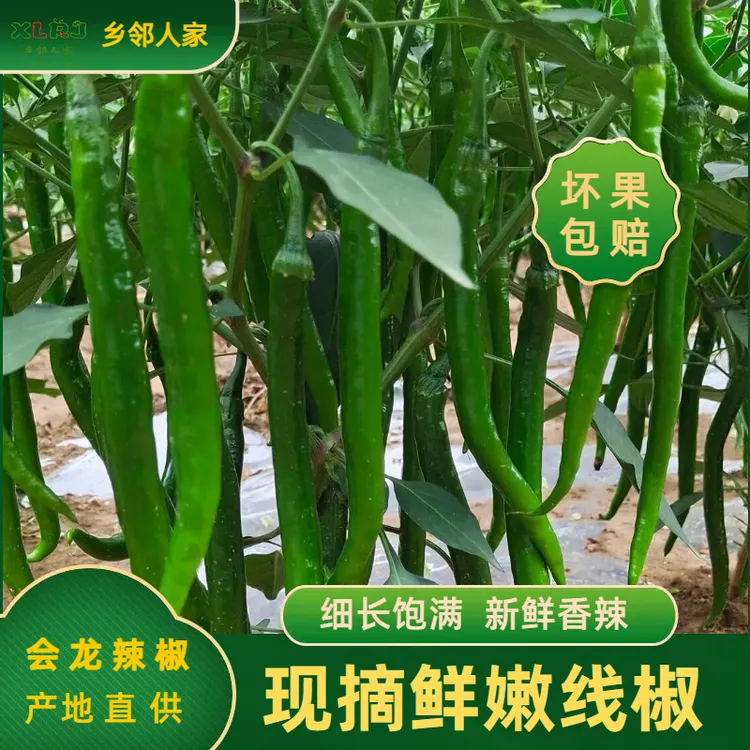 安徽农家自种青辣椒青线椒现摘现发新鲜青二荆条薄皮精选香辣爽口