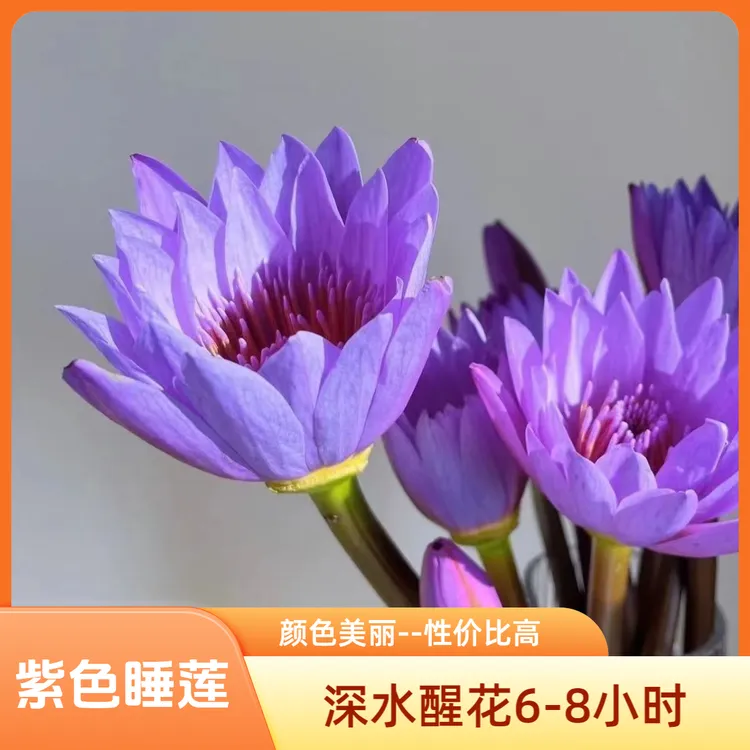 10枝紫色睡莲直播花束鲜花-广州基地直发（养护参考教程）