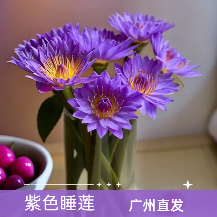 【直播福利】10枝紫色睡莲鲜花--广州基地直发花束鲜切花