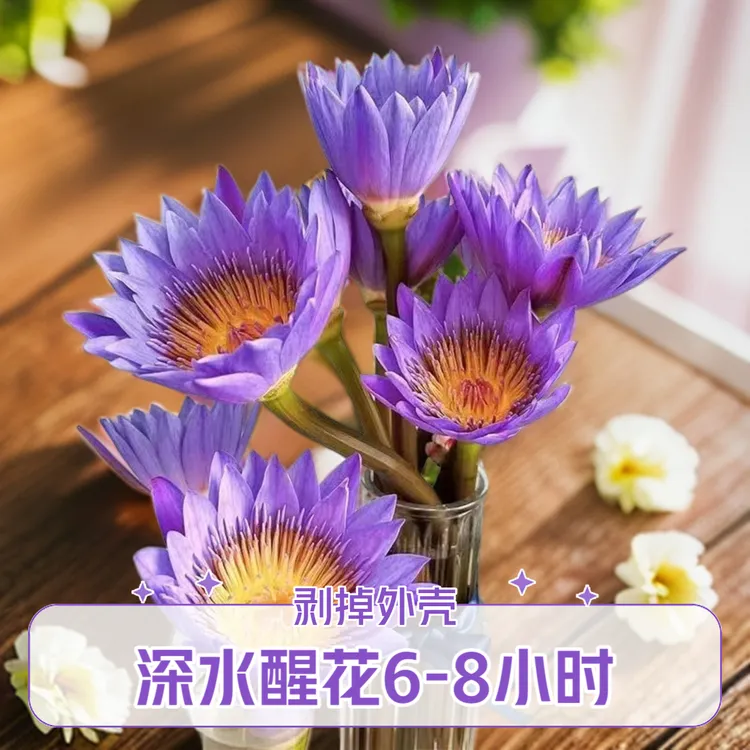 直播鲜花-紫色睡莲鲜花【养护必看教程】广州基地直发花束