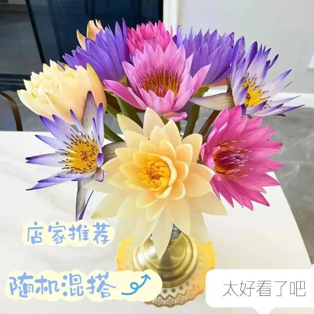 混搭睡莲花束鲜花-广州基地切花家用直发（养护请按养护）