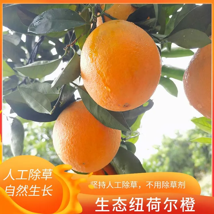 赤茅甜橙正宗新鲜现采摘基地现发直销孕妇小孩生态纽荷尔脐橙子味