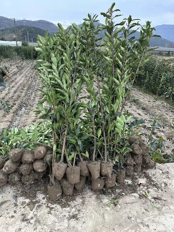 法青法国冬青树苗四季常绿篱笆植物别墅庭院绿篱珊瑚树户外围墙