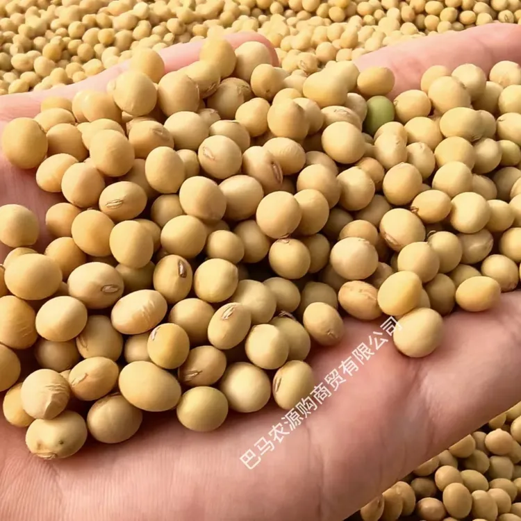 巴马农家小黄豆自留种小颗粒土黄豆非转基因大山里黄豆打豆浆专用