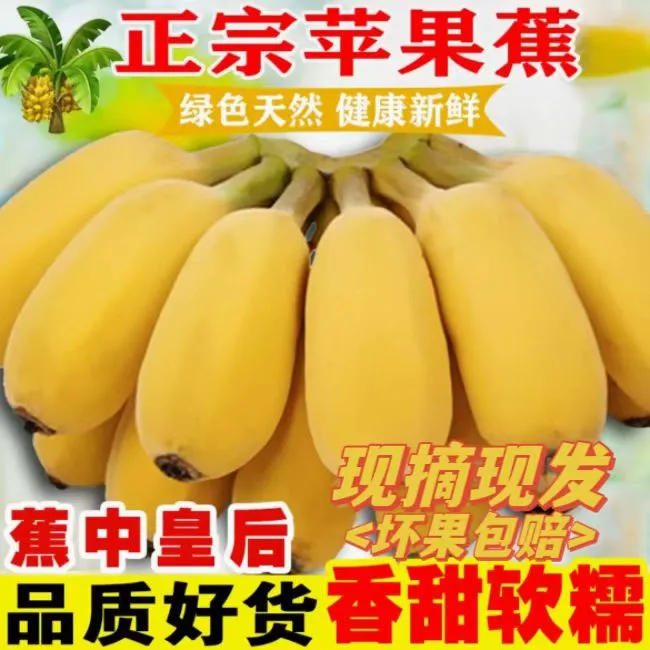 正宗苹果蕉广西产地直销9斤5斤3斤应季新鲜水果西贡粉蕉香蕉批发