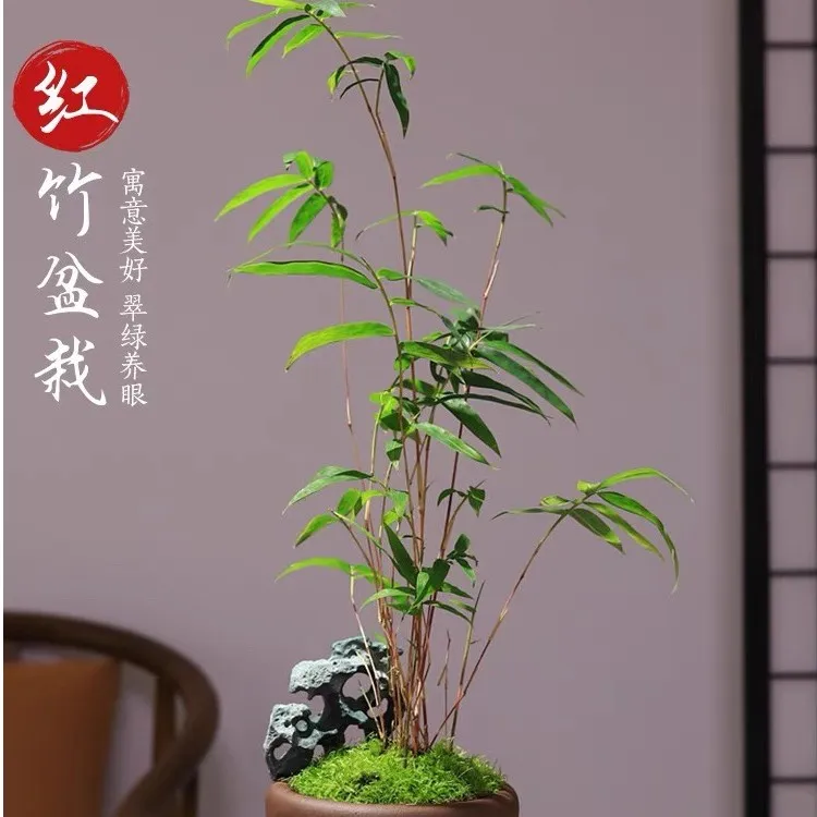 红观音竹盆景红竹盆栽室内外四季竹子庭院装饰室内绿植大盆栽