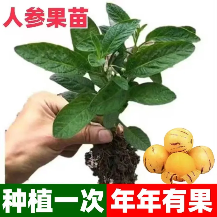 【9.9元6颗】人参果苗家庭种植阳台盆栽地栽四季蔬菜水果种营养盆栽