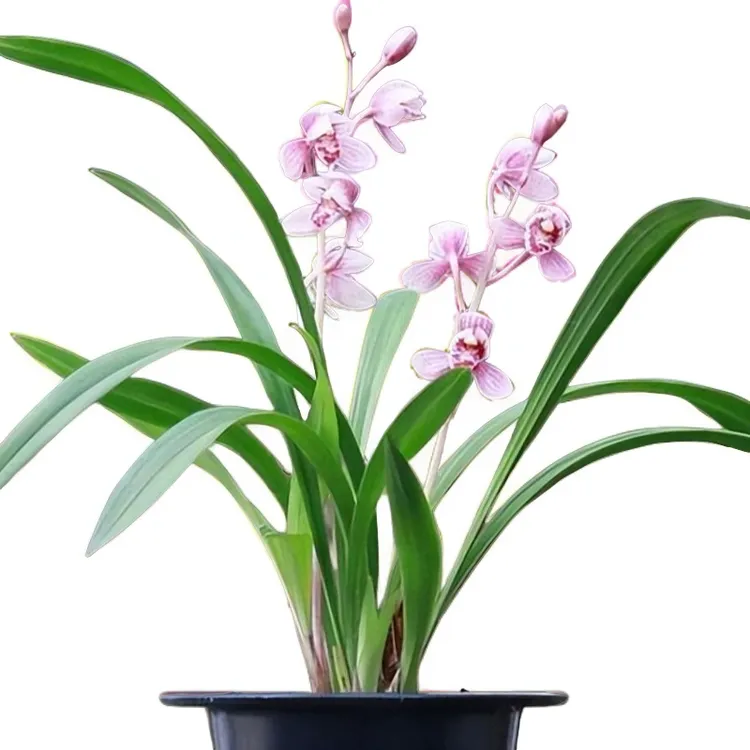 建兰红花荷瓣名品东方红荷