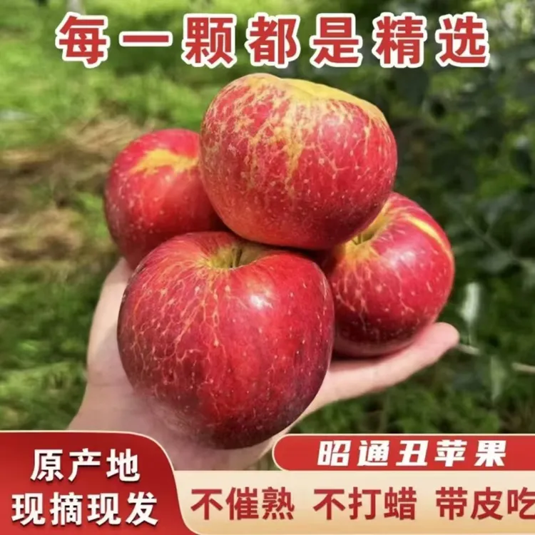 批发高原当季云南昭通苹果新鲜水果现摘冰糖苹果丑苹果昭通丑苹果