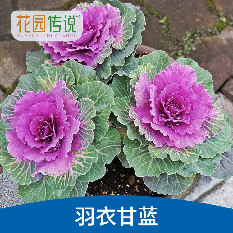 花园传说羽衣甘蓝种子食用四季室内外阳台盆栽种植