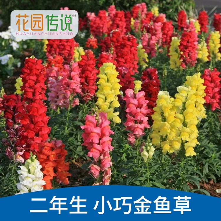 花园传说五彩金鱼草种子矮龙头花洋彩雀花籽可切花阳台盆栽春秋播
