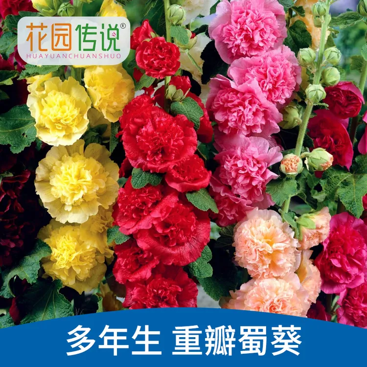 【花园传说】重瓣蜀葵花种子籽子四季开花室外花籽易活花卉种籽庭院