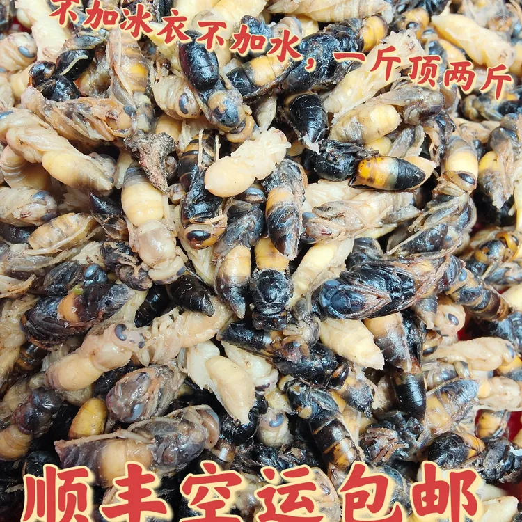 树蜂4级蛹无翅黑蛹马蜂深山美味顺丰包邮500g