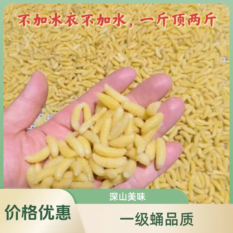 蜂蛹树蜂一级蛹深山美味葫芦蜂马蜂顺丰包邮500g