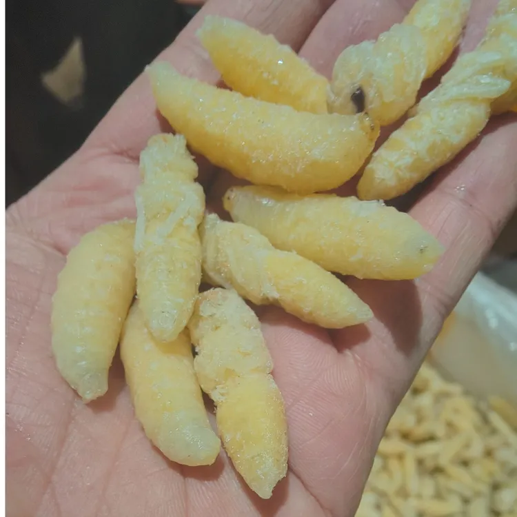 云南昆虫蜂蛹黄马蜂树蜂虎头蜂土蜂500g顺丰包邮