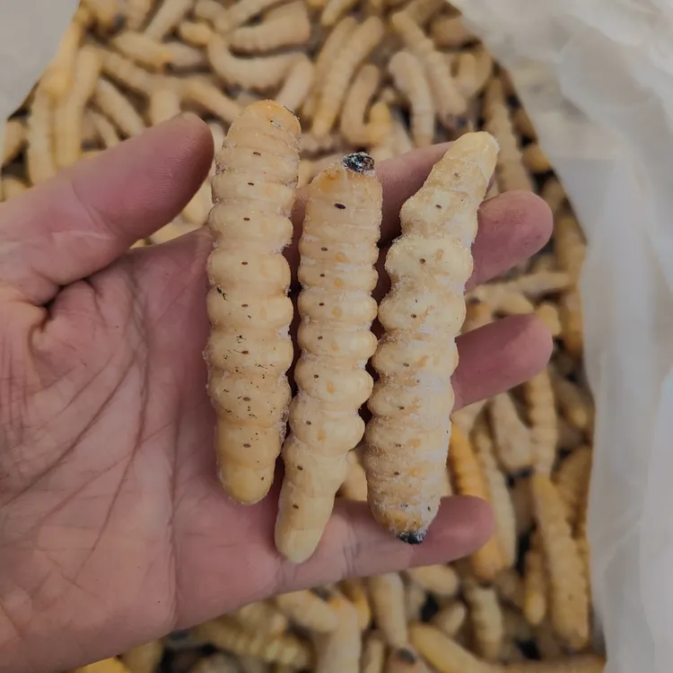 云南昆虫柴虫哈虫木花虫不加冰衣不加水顺丰包邮500g