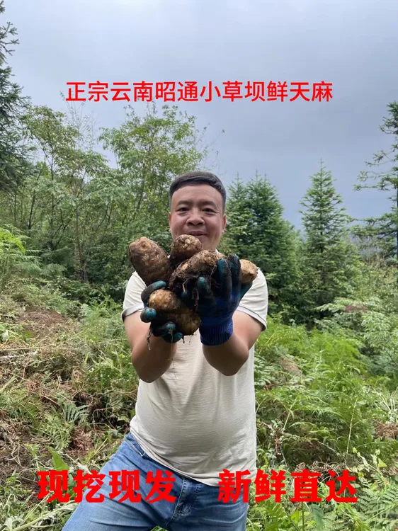 云南昭通小草坝新鲜天麻现挖现发带泥发货云南昭通土特产包邮