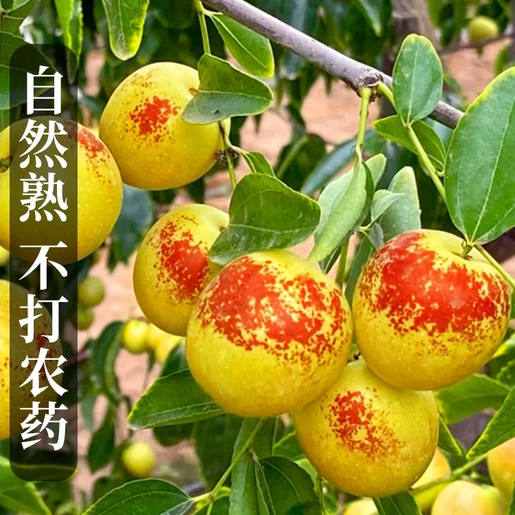  脆甜冰糖冬枣净果5斤 品质好货 产地直发