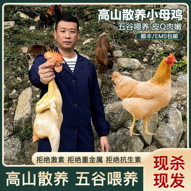 农村散养150天未生蛋小母鸡（河田鸡）1.7-2斤/只，土鸡 新鲜干净