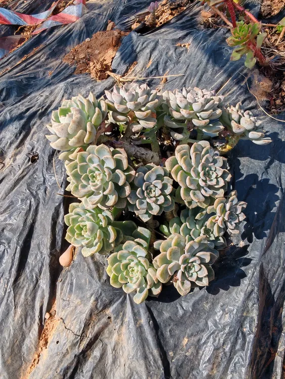 老桩粉布偶，整桩无砍一物一拍，18公分以上，多肉植物，地栽皮实好养