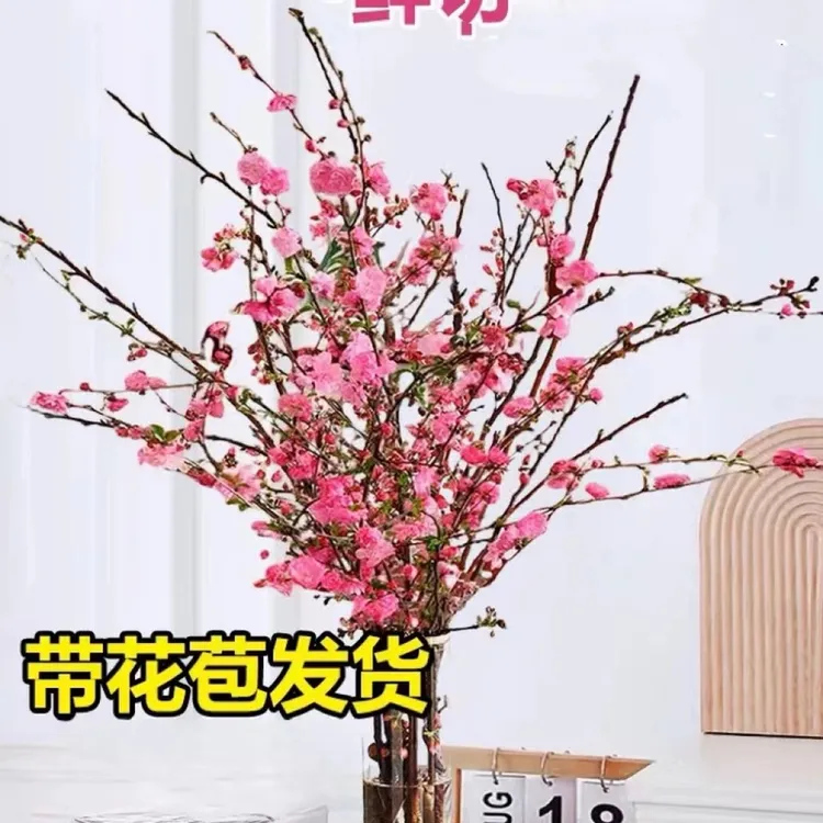 30支红梅色粉桃花干枝鲜花水培阳台卧室客厅水培植物