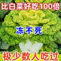 【蔬菜种子满5包送1】耐寒黄心乌塌菜黄心菜菊花心菜大白菜农家四