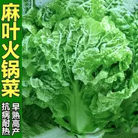 【全店满5包包邮】火锅白菜种子叶多无筋高产抗病早熟秋季播大田