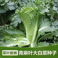 【蔬菜种子满5包送1】天津青麻叶白菜种子直筒形秋季绿大青麻叶大